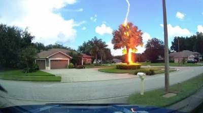 На видео молния ударила в дерево во Флориде в солнечный день