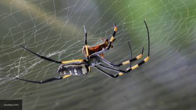 Жительница Краснодарского края пережила нападение ядовитого паука