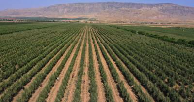 Доля сельского хозяйства в ВВП Таджикистана составляет почти четверть