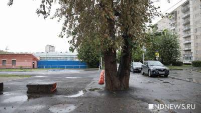 В Екатеринбурге снова закатали деревья в асфальт (ФОТО)