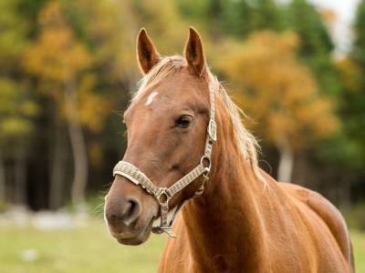 В США упрямая лошадь скинула всадника в водоем