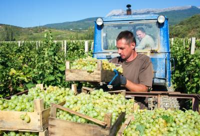 В Крыму стартовал сезон сбора винограда