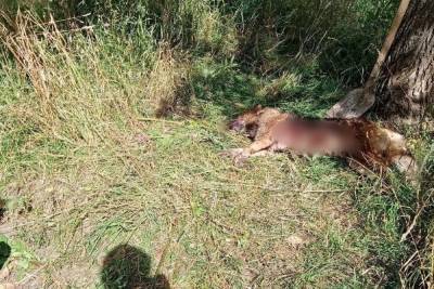 В Тверской области бродячий пёс умер, защищая ребенка