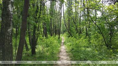 Запреты и ограничения на посещение лесов действуют в 64 районах Беларуси