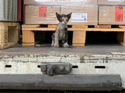 Маленький «заяц»: Котенок путешествовал из Туниса в Германию в опечатанной фуре