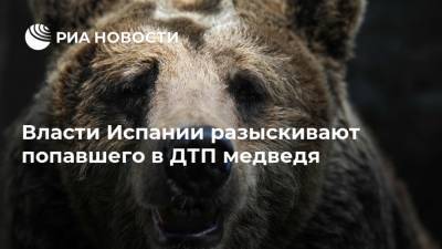 Власти Испании разыскивают попавшего в ДТП медведя