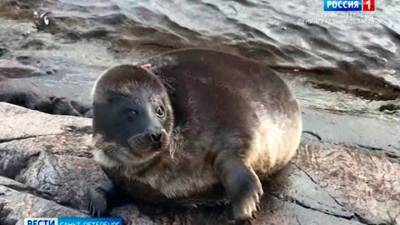 После двух недель свободного плавания тюлень Шлиссик захотел вернуться к людям