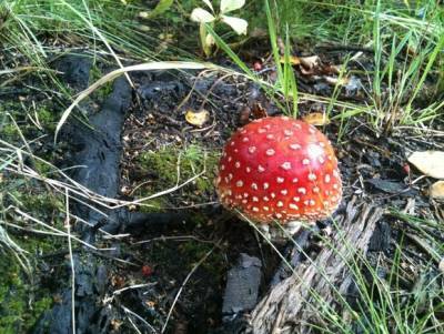 Токсиколог назвал самые опасные грибы, растущие под Петербургом - rosbalt.ru - Санкт-Петербург