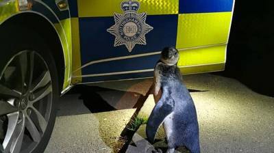 В Британии полицейские во время патрулирования встретили пингвина