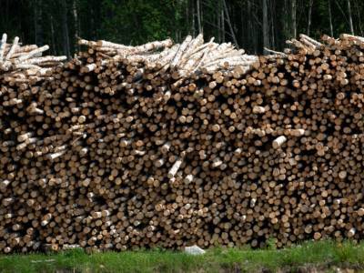 ФТС и МВД выявили контрабанду леса в Китай из Иркутской области на 620 млн