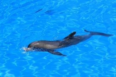 В дельфинарии в Сочи кит укусил ребенка - aif.ru - Сочи - Краснодарский край