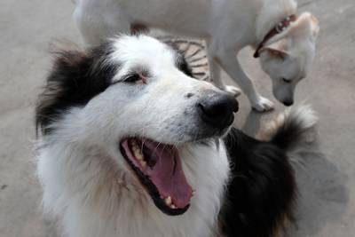 Росстат захотел потратить миллионы рублей на отпугиватели собак