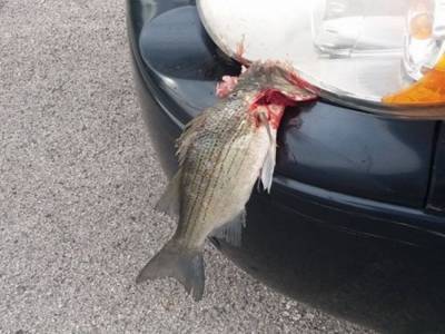 Белый окунь застрял головой в бампере авто: рыба упала с неба