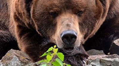В заповеднике на Камчатке засняли "грязные танцы" медведицы – видео