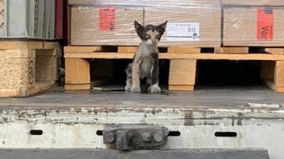 По морю и суше: как кошка-безбилетница попала из Туниса в Германию