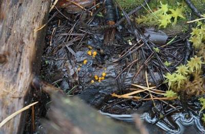 В Ленобласти обнаружили поедающий органику передвигающийся «гриб»