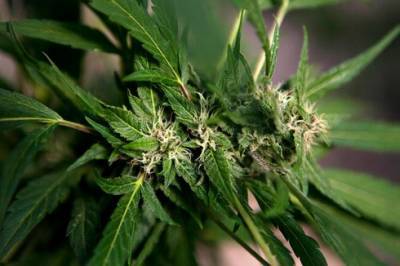Полицейские приехали на квартирную кражу, а обнаружили плантацию марихуаны в Бат-Яме