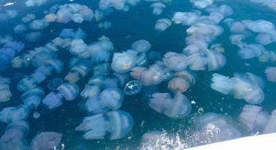 В Азовском море заметили "остров из медуз": ученые дали объяснение феномену (видео)