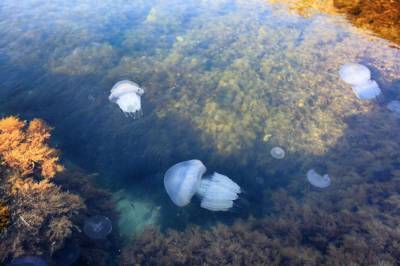 В Бердянске люди наткнулись на огромное скопление медуз в Азовском море(видео)