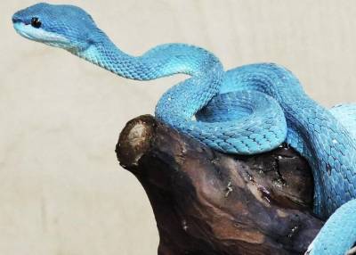 Экзотические змеи появились на свет в Московском зоопарке