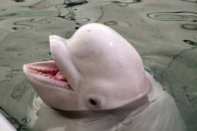 В сочинском дельфинарии мальчика 11 лет укусила белуха