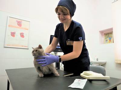 Прививочные пункты для животных открыли из-за ситуации по бешенству в Москве