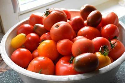 3 способа дозревание снятых помидор, которые сохранят ваш урожай