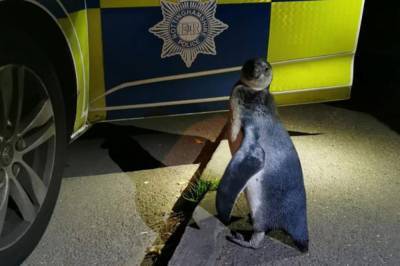 В Великобритании полиция "задержала" пингвина, который сбежал за 2 км от своей фермы