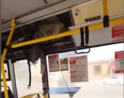 В липецком автобусе взорвался кондиционер (видео)
