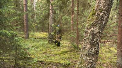 Запреты и ограничения на посещение лесов действуют в 66 районах Беларуси
