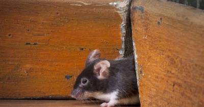 Как вывести неприятный запах дохлой мыши, если проветривание не помогает