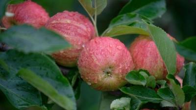 Осторожно, яблоко! Почему популярный фрукт полезен далеко не всем?