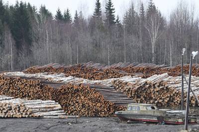 В российском регионе начали бороться с незаконной вырубкой лесов