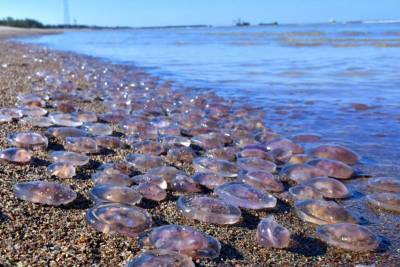 Такого еще не было: на Азовском море образовался плавучий остров из медуз (видео)