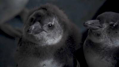 Дозаправка в море опасна для пингвинов