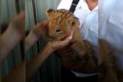 В Сочи таможенники помешали незаконному вывозу 2-месячного львенка за границу