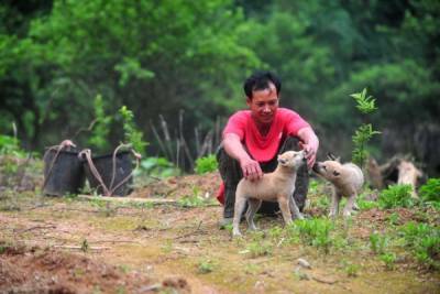 Питомцев на мясо: Ким Чен Ын приказал конфисковать собак в столице КНДР