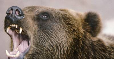 В Эстонии неподалеку от Таллина медведь напал на охотника