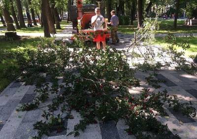 Рязанцы заявили, что в Наташином парке рубят здоровые деревья