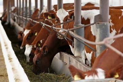 Благодаря господдержке рентабельность животноводства в Краснодарском крае выросла в 2,5 раза