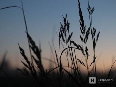 Более 210 тысяч тонн сена планируется заготовить в Нижегородской области