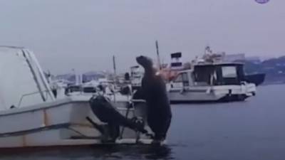 Владивостокцы поделились видео, как отдыхающий тюлень попал на катер