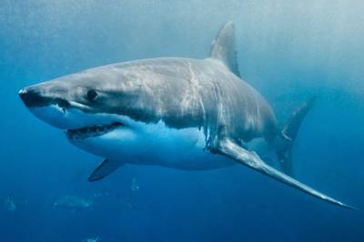 В Австралии мужчина избил акулу, напавшую на его жену