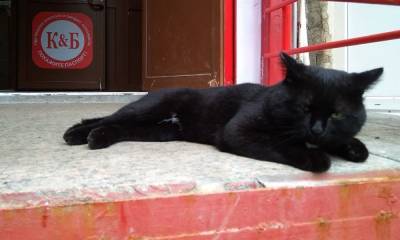 Россельхознадзор запретил выпускать тюменскую кошку, больную COVID-19, из дома