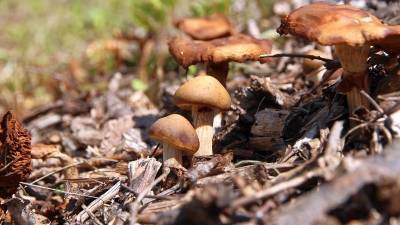 Жительница Башкирии пошла в лес за грибами и пропала