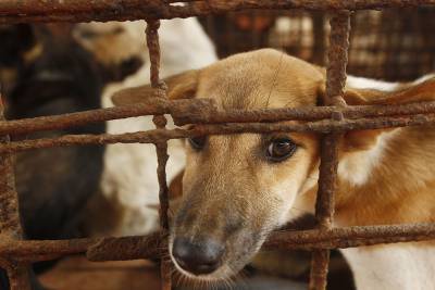 Ким Чен Ын запретил держать дома собак, чтобы «защититься от капитализма»