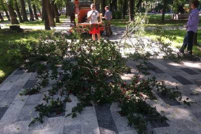 Мэрия прокомментировала вырубку деревьев в «Наташкином» парке
