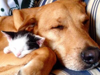 Трогательная дружба мамы-кошки, котят и собаки покорила Сеть