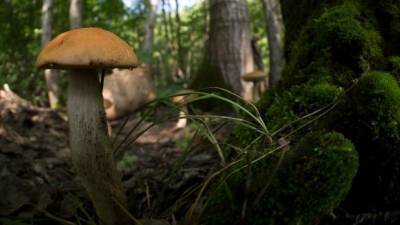 Максим Облендер - Опасный грибной сезон: как безопасно ходить в лес - 5-tv.ru - Россия