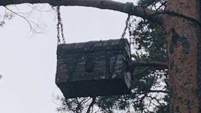 Жители Бокситогорска гадают о происхождении загадочного сундука на дереве